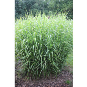 Miscanthus sinensis ’Strictus’ – Brogetbladet Elefantgræs, Zebragræs