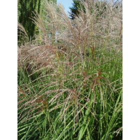 Miscanthus sinensis ’Undine’ – Elefantgræs