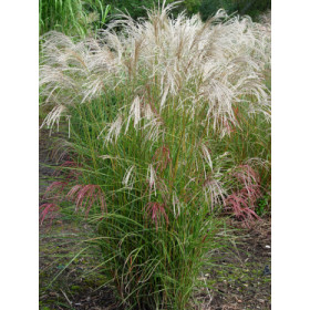Miscanthus sinensis ’Werner Neufliess’ – Elefantgræs