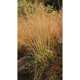 Molinia arundinacea ’Karl Foerster’ – Stor Pibegræs, Blåtop