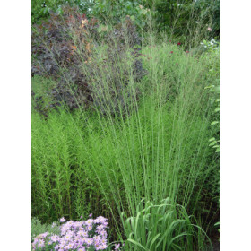 Molinia arundinacea ’Transparent – Stor Pibegræs,