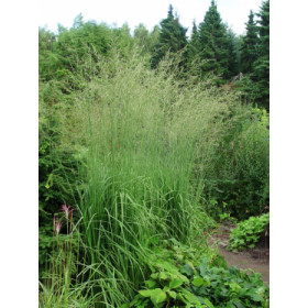 Molinia arundinacea ’Windspiel’ – Stor Pibegræs,