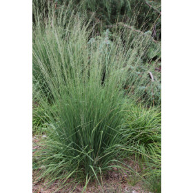 Molinia caerulea ’Dauerstrahl’ – Dværgpibegræs