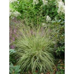 Molinia caerulea ’Variegata’ – Brogetbladet Dværgpibegræs