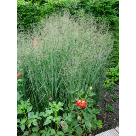 Panicum virgatum ’Heavy Metal’ – Rishirse