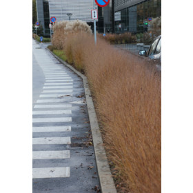 Panicum virgatum ’Heiliger Hain’ – Rishirse