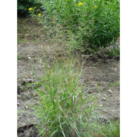 Panicum virgatum ’Rotstrahlbusch’ (P.v. ‘Hänse Herms’) – Rishirse