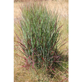 Panicum virgatum ’Shenandoah’ – Rishirse