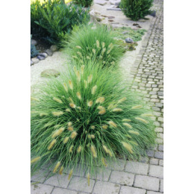 Pennisetum alopecuroides ’Hameln’ – Lampepudsergræs