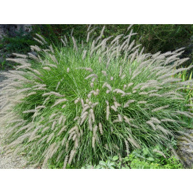 Pennisetum orientale ’Tall Tails’ – Orientalsk Lampepudsergræs