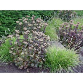Sesleria autumnalis – Blåaks