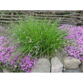 Sesleria heufleriana – Blåaks