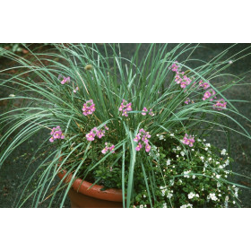 Sesleria nitida – Blåaks
