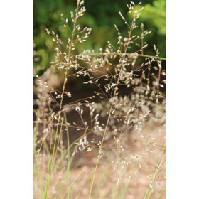 Sporobolus heterolepis – Præriegræs