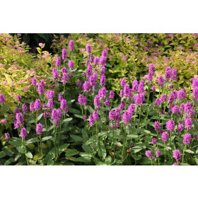 Stachys 'Hummelo' - Grønbladet Lammeøre