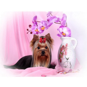 45017. Diamond painting yorkshireterrier 30x40cm